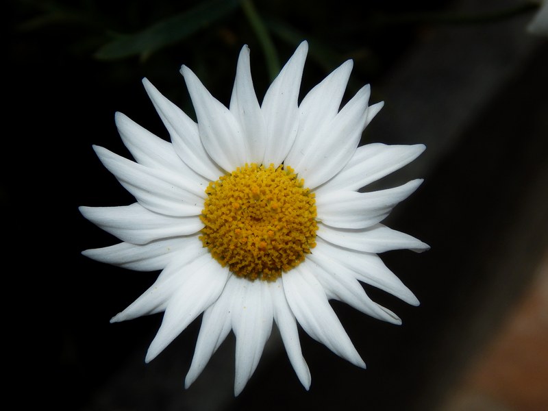 Fiori e colori